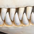 Dents d'Orque